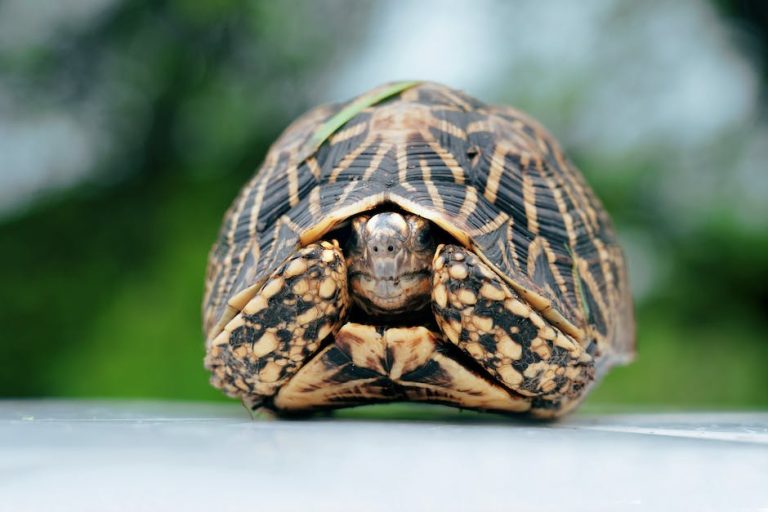 A Guide To Identifying And Treating Shell Rot In Tortoises - Homey Gears