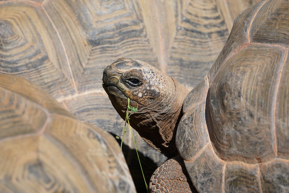 A guide to identifying and treating shell rot in tortoises