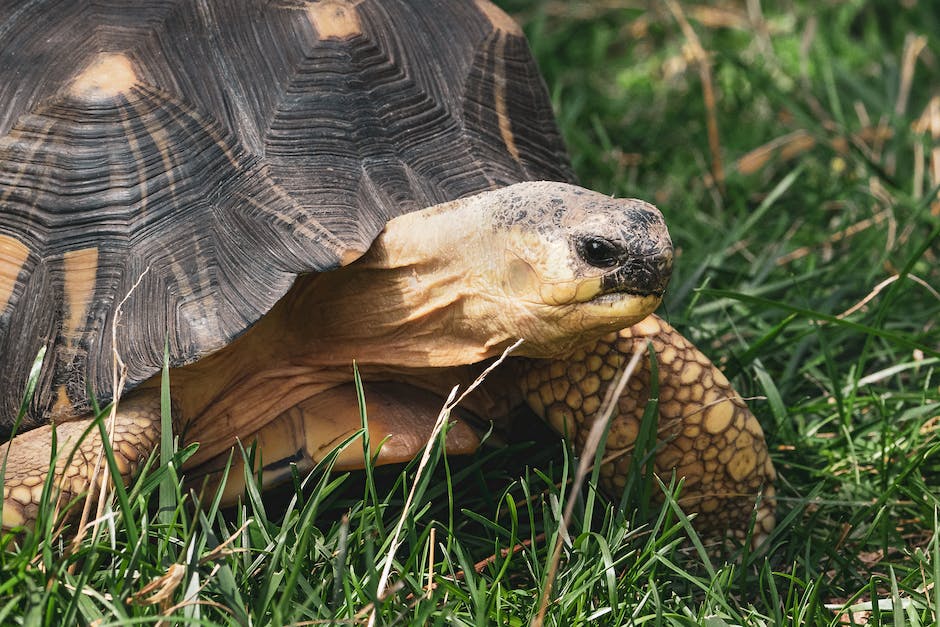 A guide to identifying and treating shell rot in tortoises