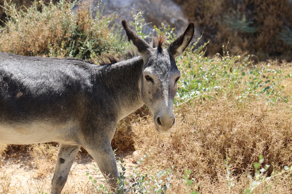 All you need to know about donkey ownership