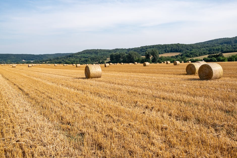 bales of hay per acre