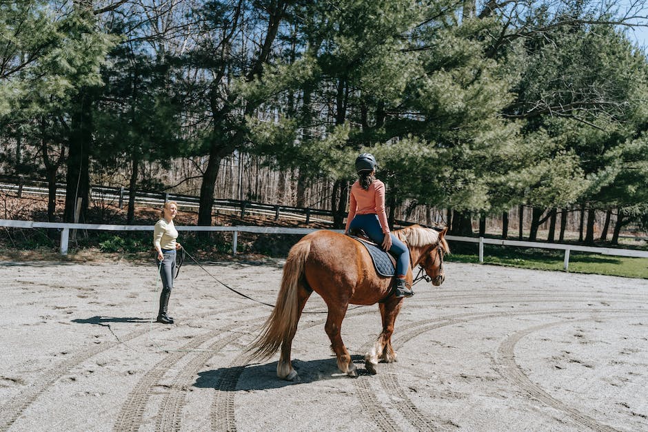 Beginner's guide to horse riding in the USA