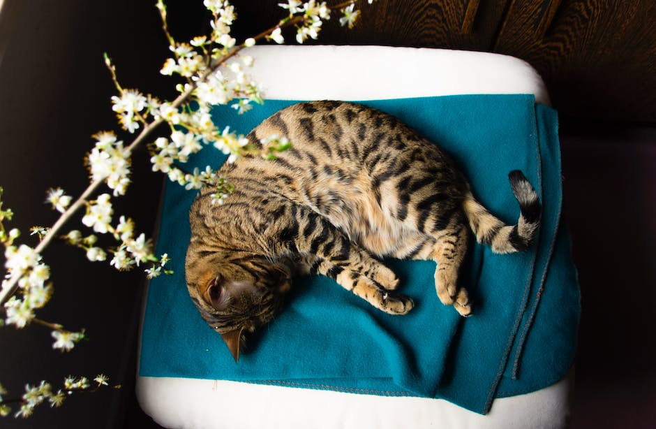 Best cat beds for a good night's sleep