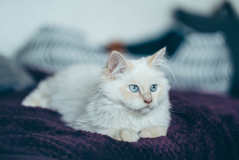 Best cat breeds for apartments