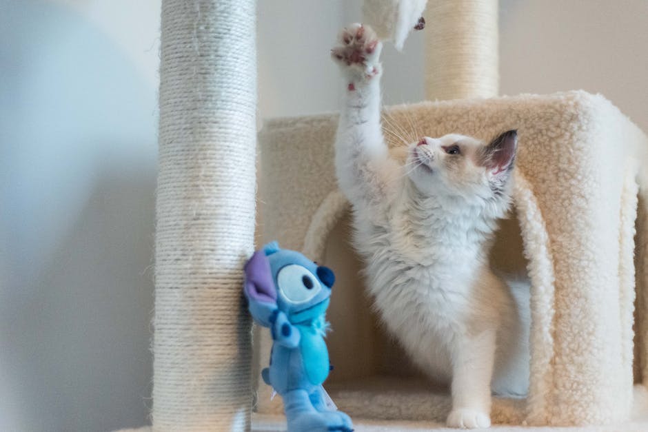 Best cat toys for exercise