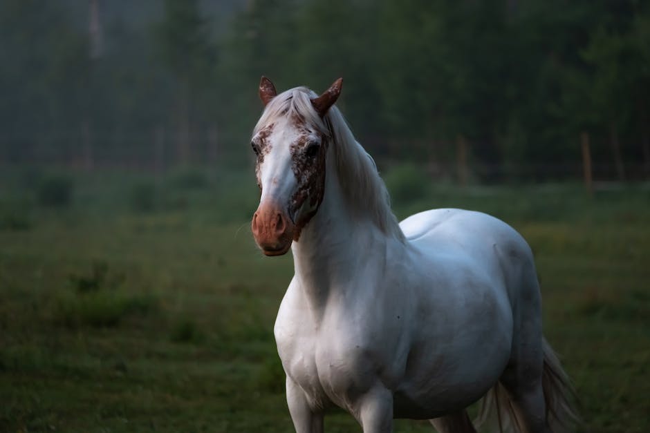 Best horse breeds for beginners to own