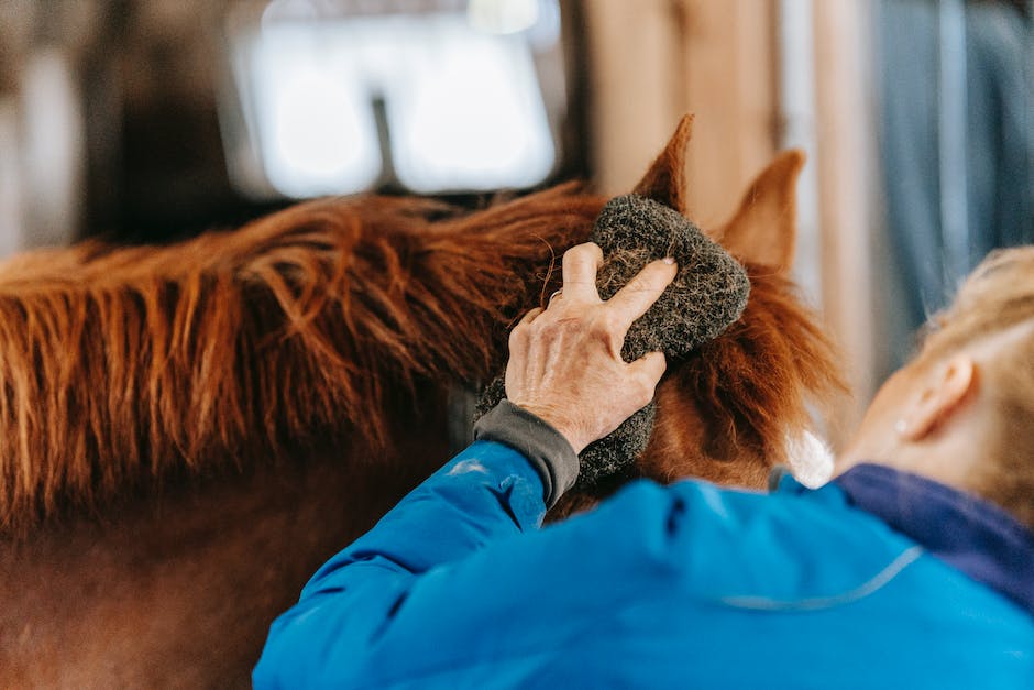 Best practices for horse grooming and maintenance