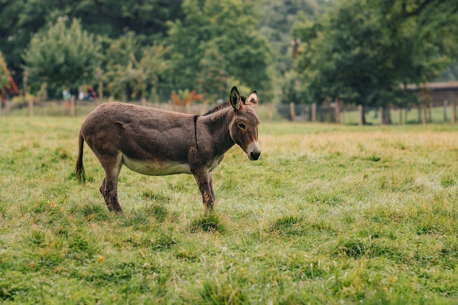 Best types of donkey grass to plant in your pasture