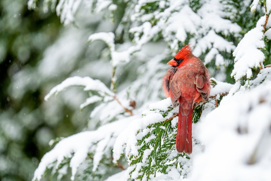 Cardinal bird blogs to read
