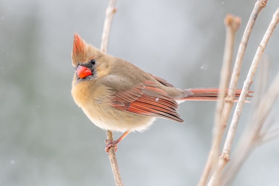 Cardinal bird conservation efforts