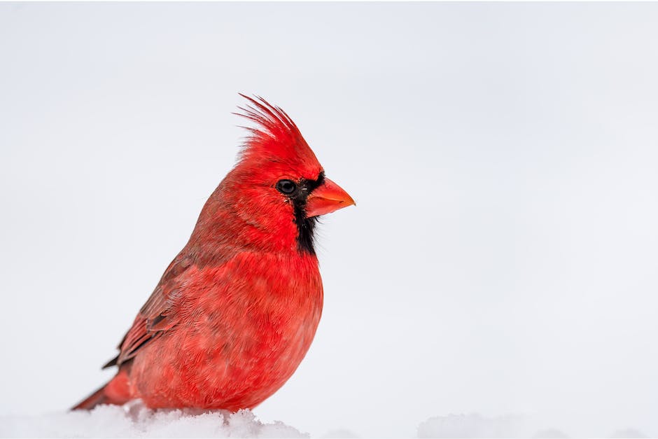 Cardinal bird conservation efforts