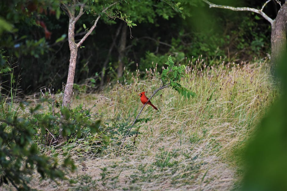 Cardinal bird documentaries to watch