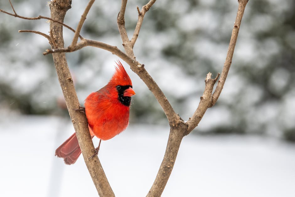 Cardinal bird keychains and charms