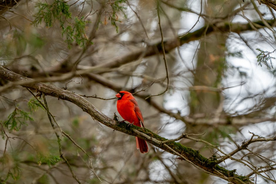Cardinal bird keychains and charms