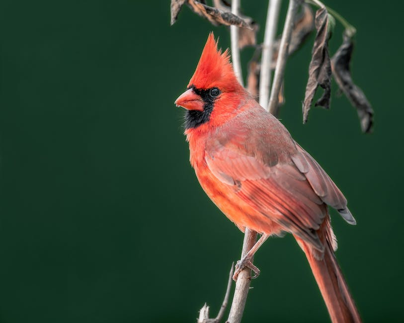 Cardinal bird puzzles for adults