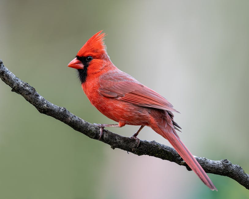 Cardinal bird puzzles for adults
