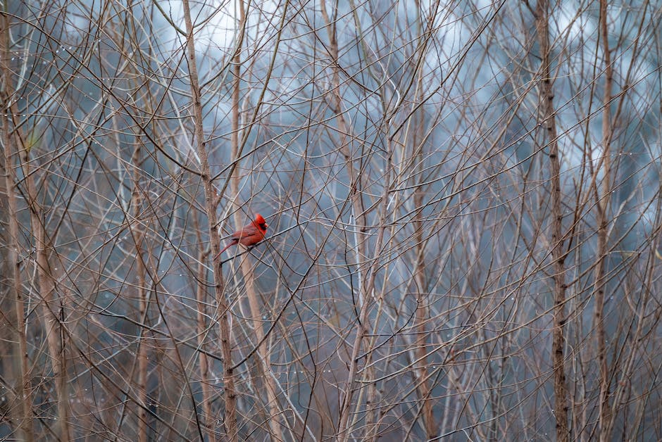 Cardinal bird watching tips and tricks