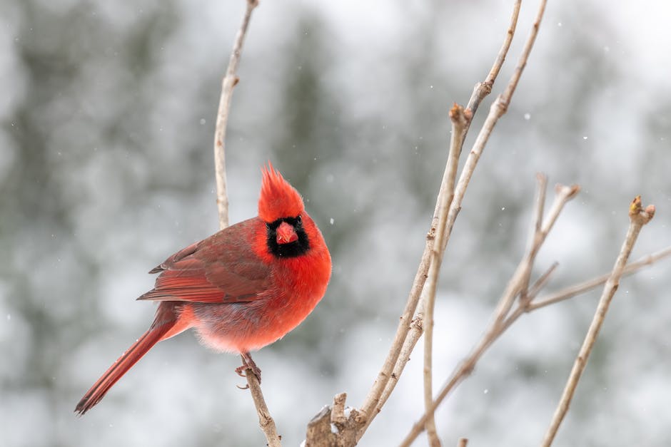 Cardinal bird watching tips and tricks