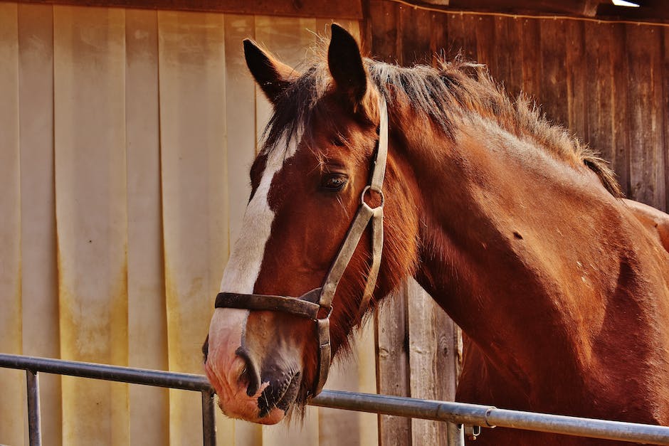 Choosing the right horse feed for your horse