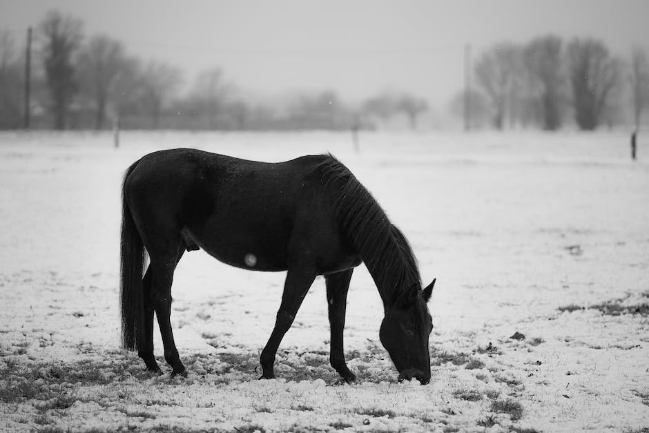 Choosing the right horse feed for your horse