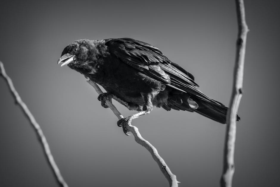 Common crow behavior patterns