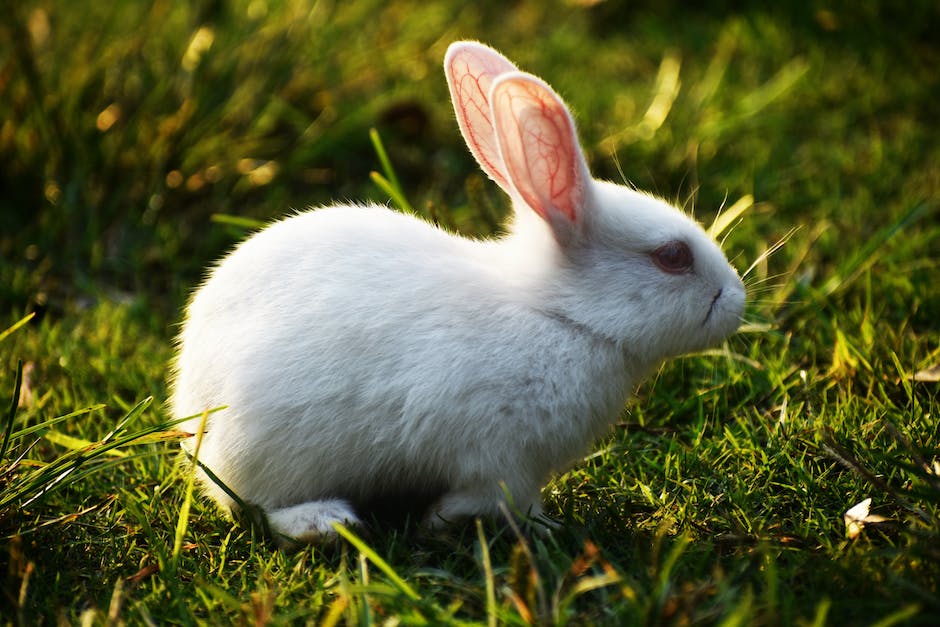 common rabbit diseases and treatments