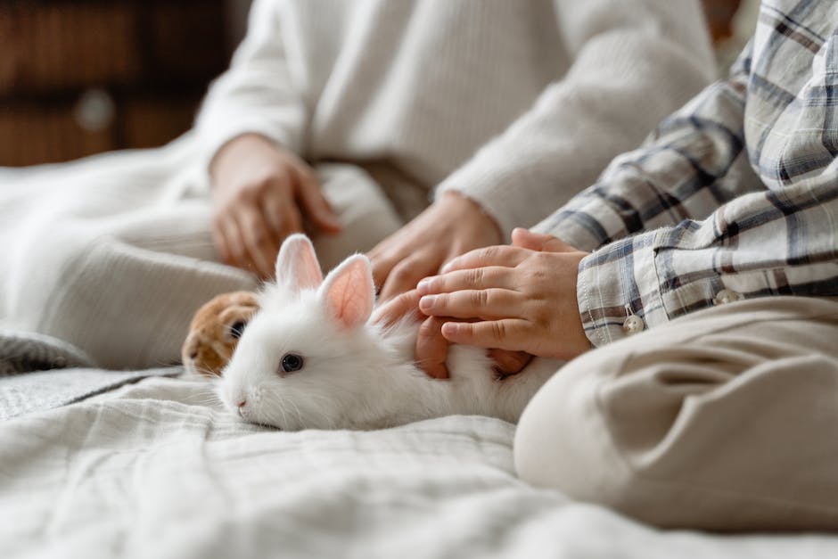 common rabbit diseases and treatments