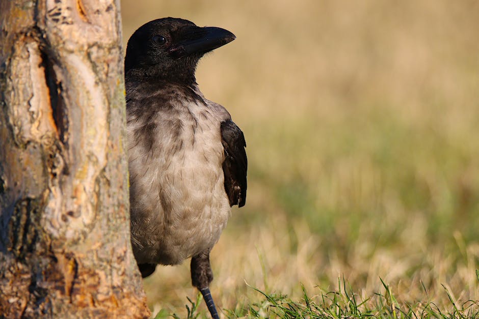 Crow conservation efforts and initiatives