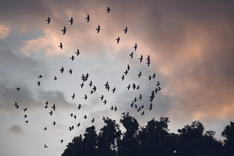 Crow flock behavior and dynamics