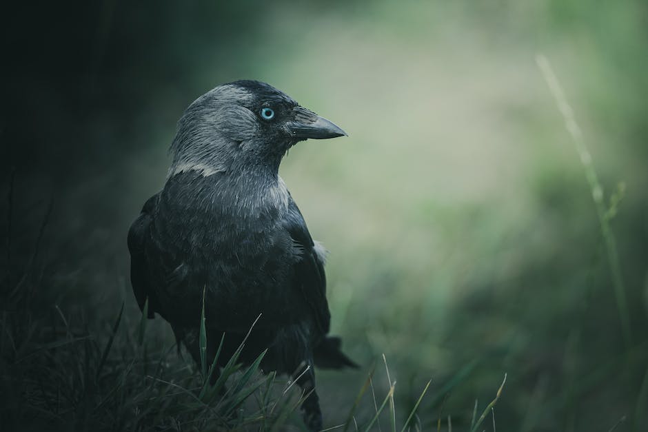 Crow flocking behavior and coordination