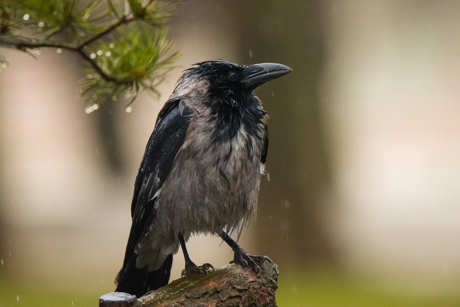 Crow folklore and mythology studies