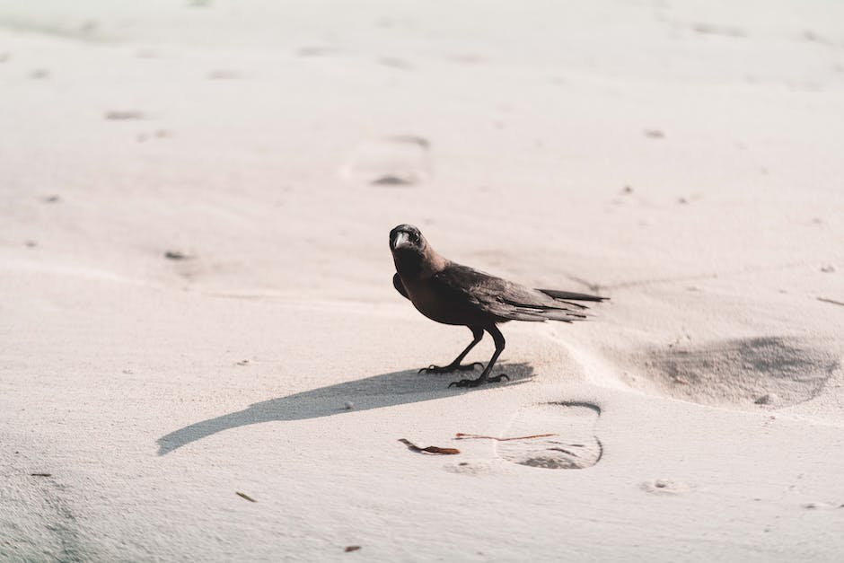 Crow mating habits and behaviors