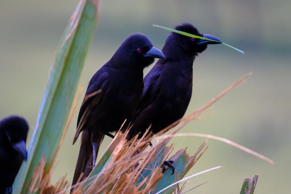 Crow vocalization meanings and interpretations