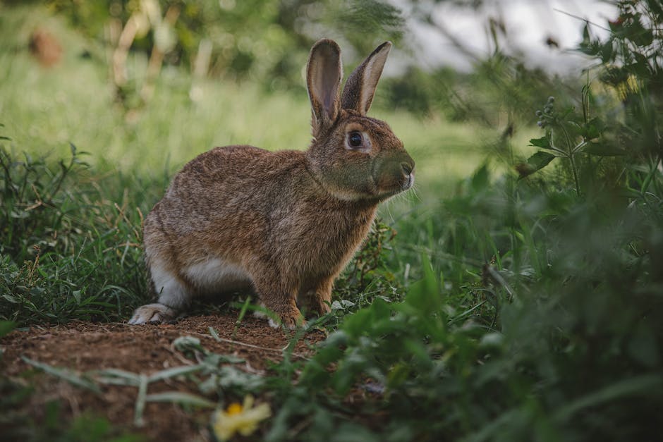 cute rabbit breeds solution
