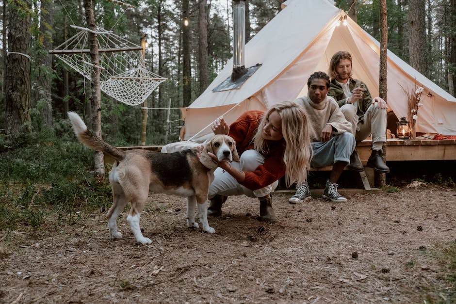 dog boot camp san diego