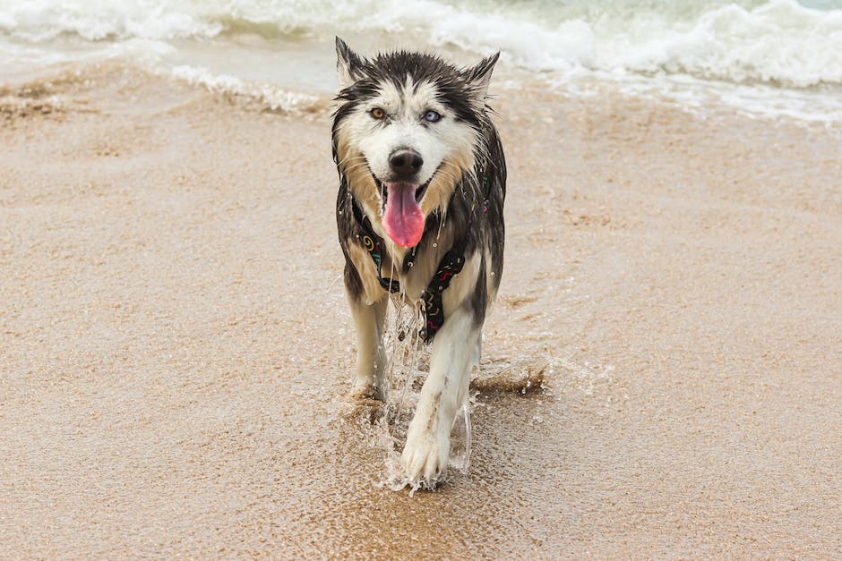 Dog-friendly beaches in California