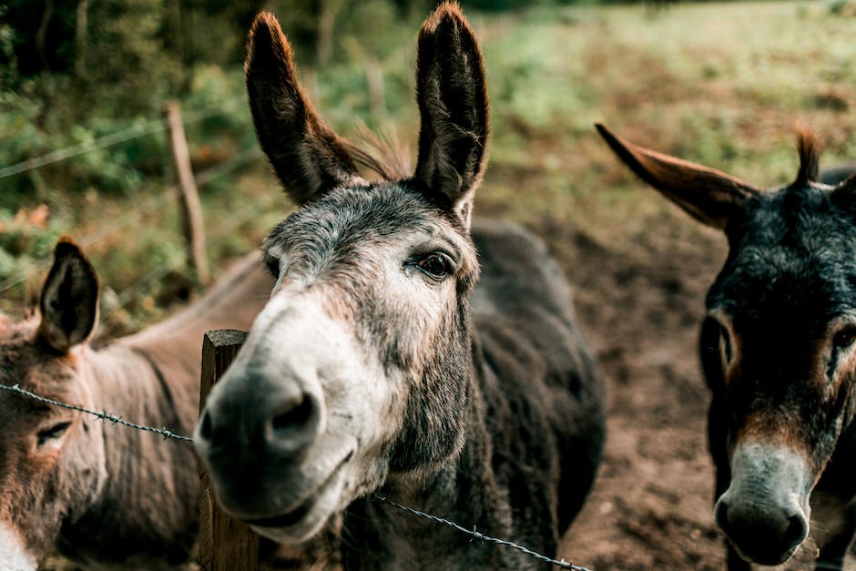 Donkey breeds in the USA