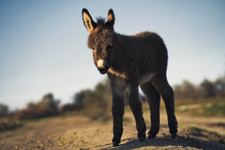 Donkey knowledge: Tips and tricks for beginners