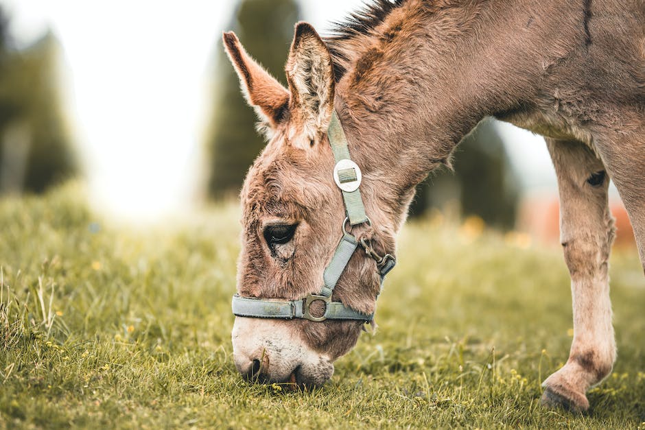 Donkey therapy: How it works and its benefits