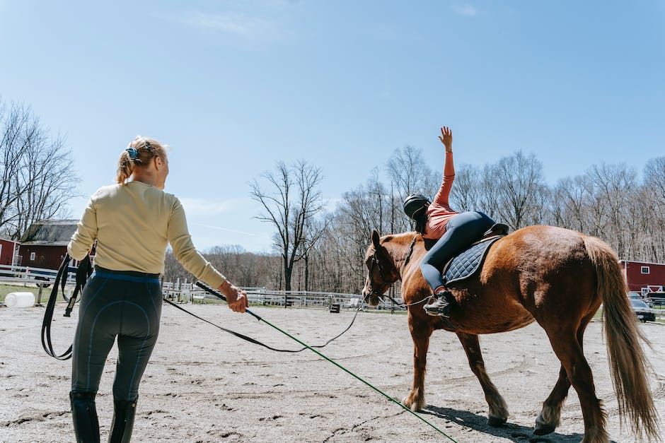 Effective horse training techniques for beginners