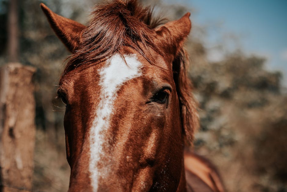 Horse art: Exploring the world of equine art