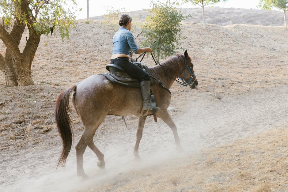 How to choose the perfect horse saddle for your horse