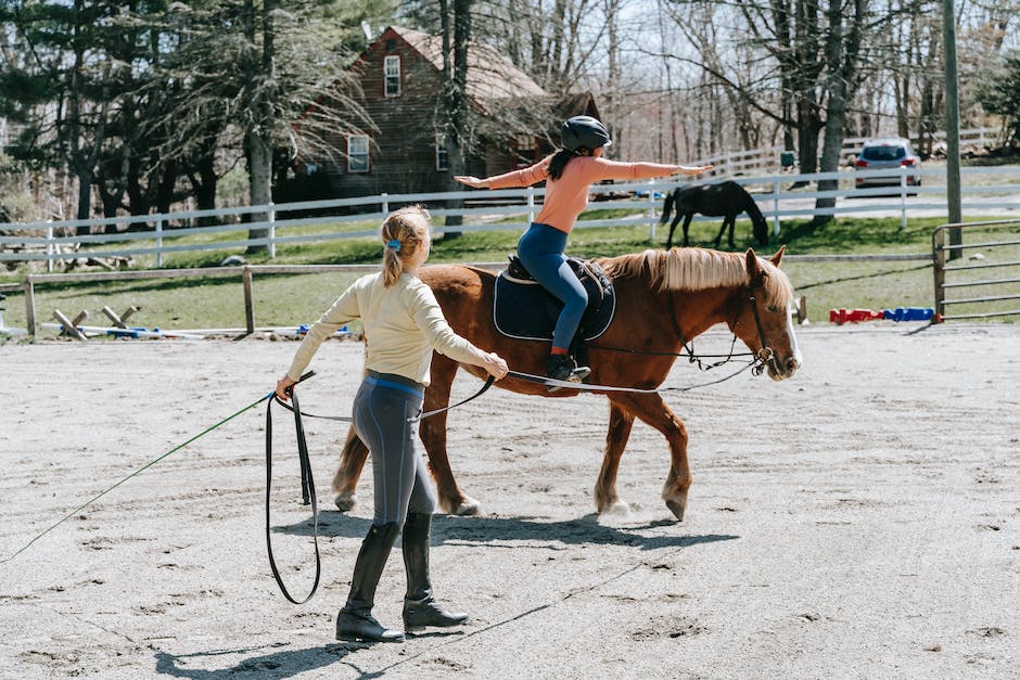 How to find the best donkey riding lessons in your area