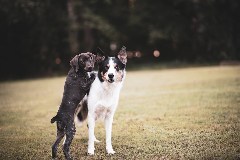How To Introduce A New Dog To Your Current Pets Homey Gears