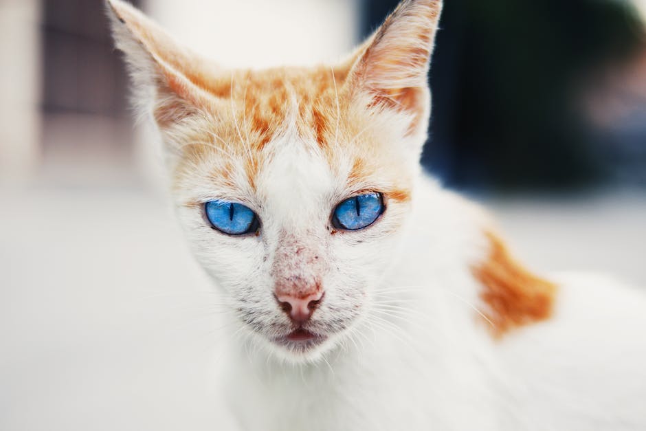 How to spot signs of illness in cats
