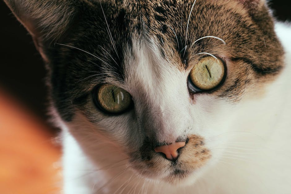 How to spot signs of illness in cats