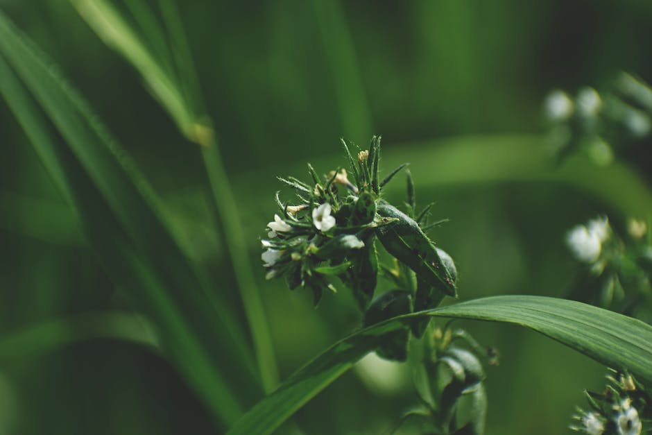 little alchemy how to make grass