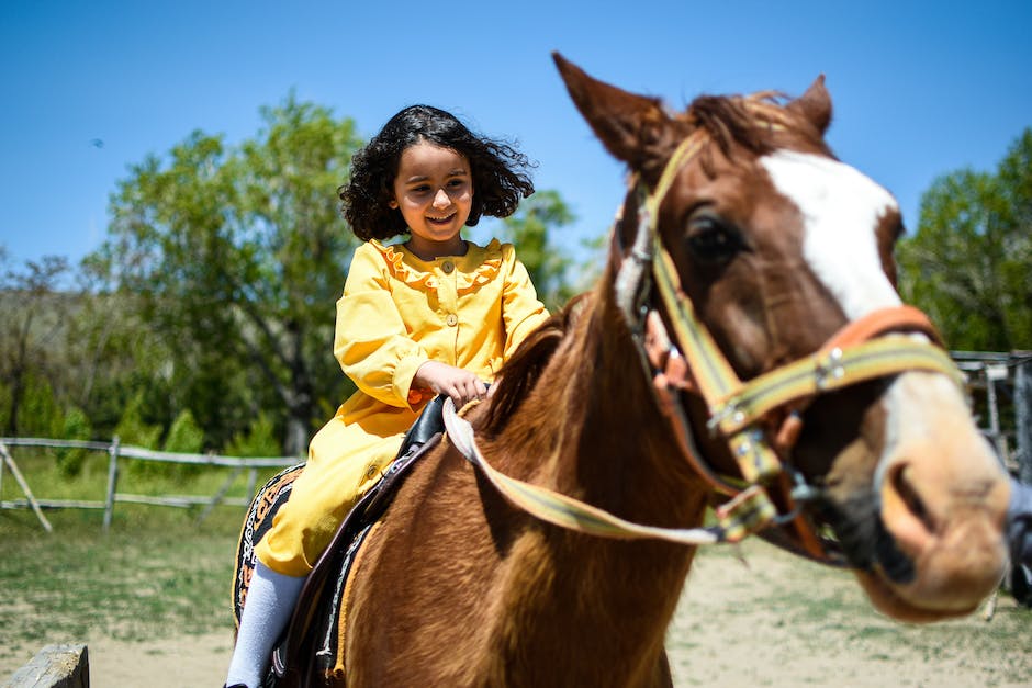 Must-have equipment for horse owners
