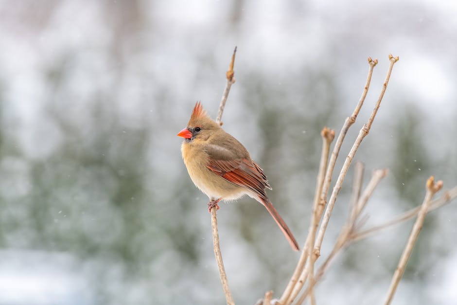 Poems about cardinal birds