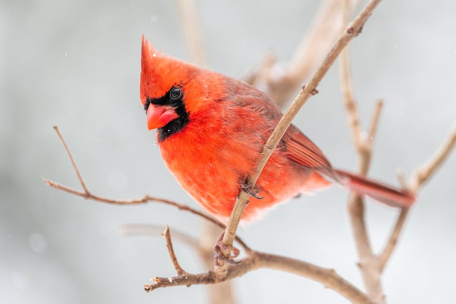 Popular cardinal bird hashtags
